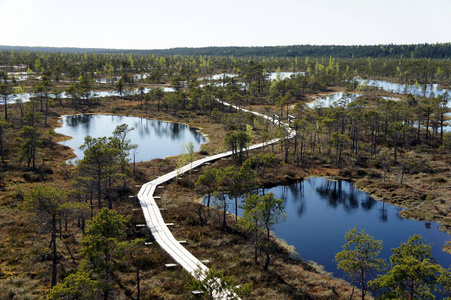 伟大的 Kemeri 沼泽 Kemeri 国家公园. 拉脱维亚