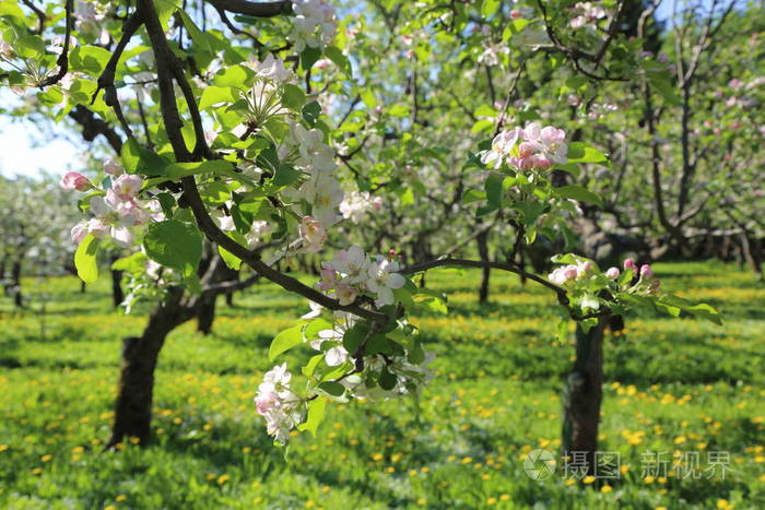 可爱而嫩的苹果树开花选定焦点