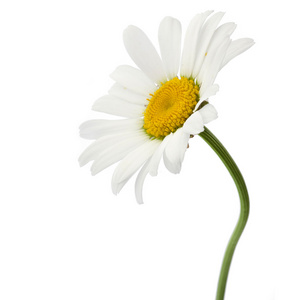 大黄蜂上洋甘菊图片-大黄蜂上洋甘菊素材-大黄蜂上洋甘菊插画-摄图新