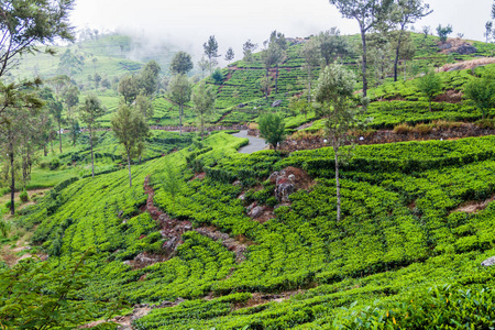 斯里兰卡哈普特莱附近山区的茶园