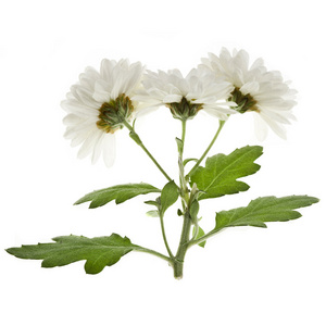 孤立的白菊花白菊花花白色上孤立照片