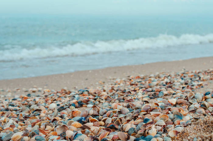 沙滩上的海贝壳