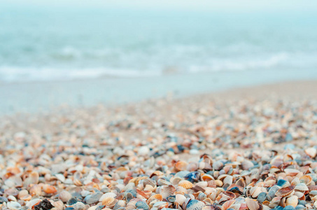 沙滩上的海贝壳