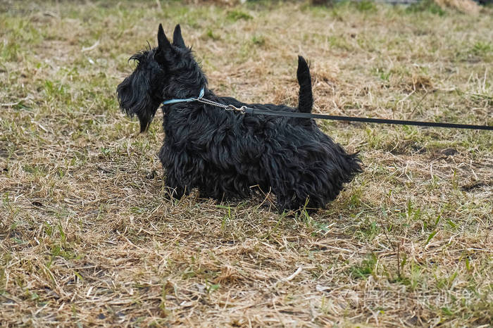 有趣的黑苏格兰猎犬在草丛中跳跃