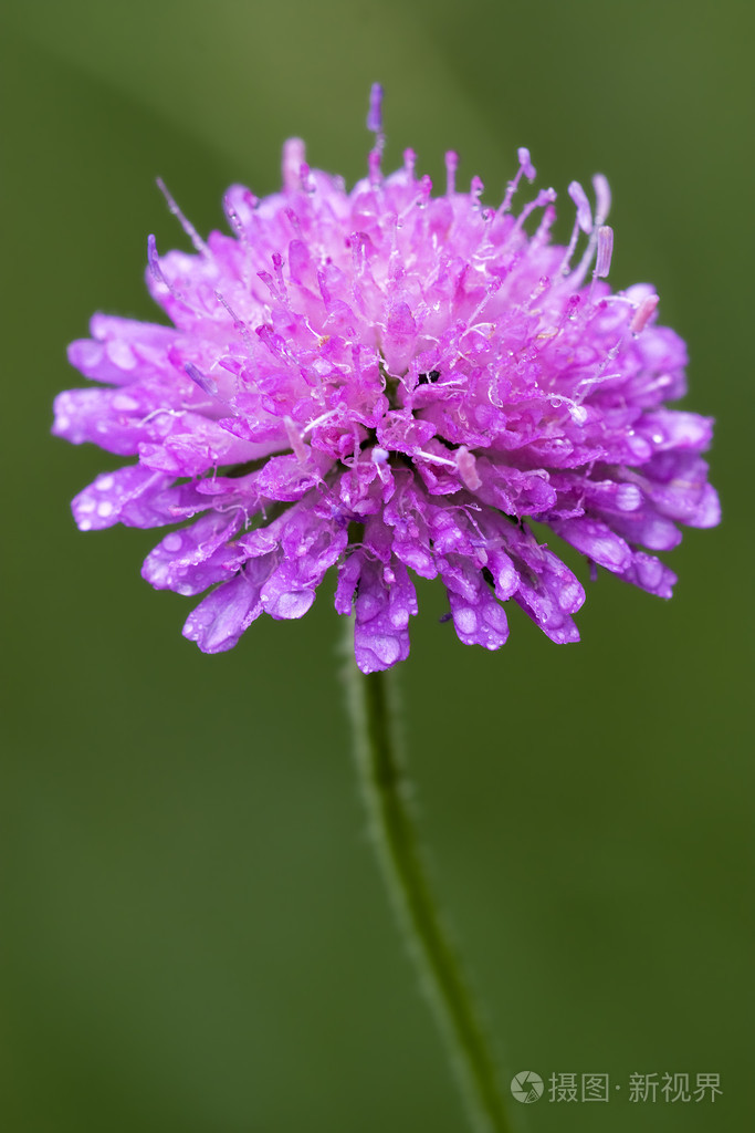 紫罗兰花dispsacacea