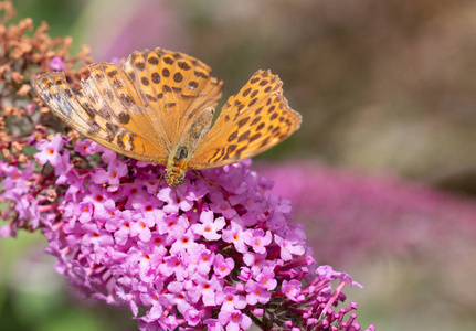 银洗川贝或 Argynnis 巴非蛤坐在粉红色的花朵与折断的翅膀