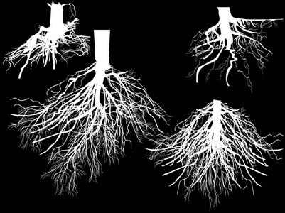 插图与孤立的黑色背景上的白色根集