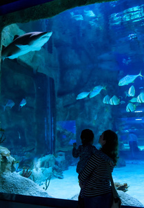 一家人在美丽的蓝色水族馆里看大鲨鱼。年轻妇女与她的婴孩在水族馆观看鱼。人们参观水生动物园的大型水族馆
