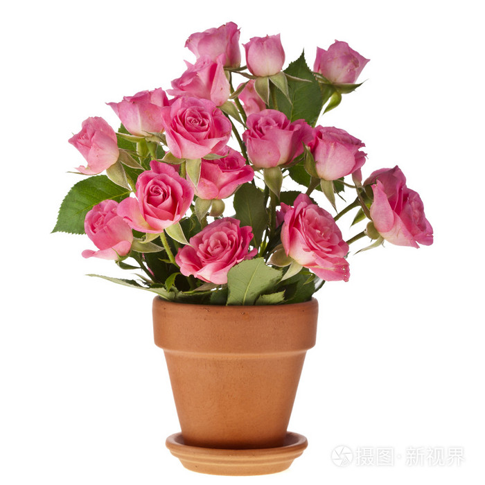 完整的粉红色玫瑰花盆