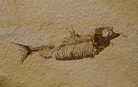 化石鱼