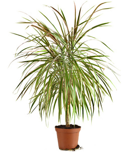 龙血树德拉科图片-龙血树德拉科素材-龙血树德拉科插画-摄图新视界