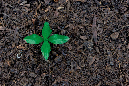 生态学概念手捧植物一棵树树苗在地面世界环境天