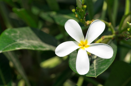 白梅香鲜花