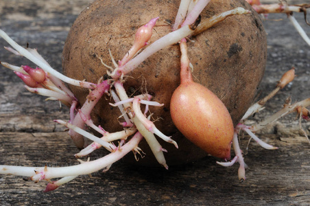 土豆在土里发芽的照片图片