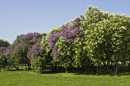 丁香花园图片