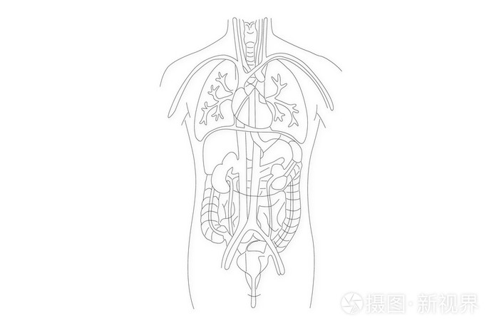 人体器官结构