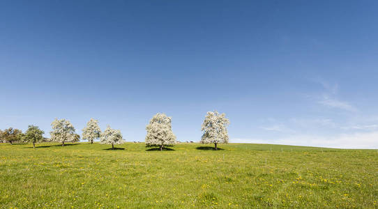 在新鲜的绿色高山草场上放牧的牛。畜牧业在瑞士 字段 草甸和开花的树