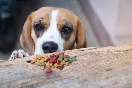 比格犬试图从餐桌上捡到干食物, 宠物吃的食物
