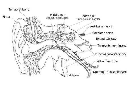 反骨耳人耳结构照片