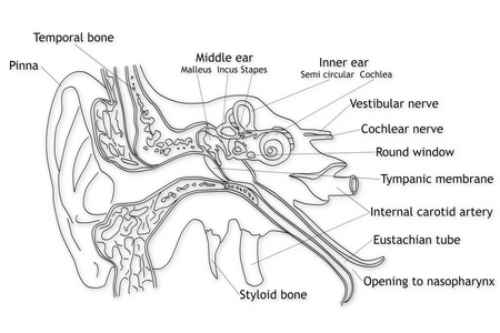 耳朵的结构图 简笔画图片