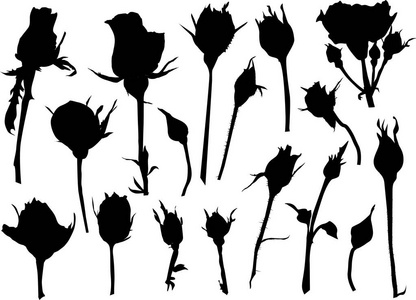 插图与黑色玫瑰草图查出的白色背景