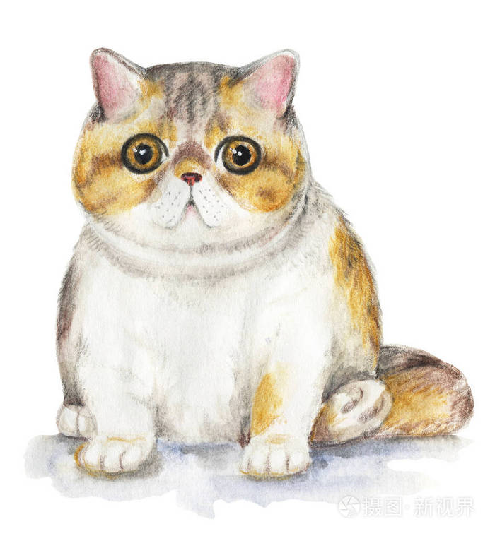 在白色背景下的异国情调的猫的图片水彩手绘插图