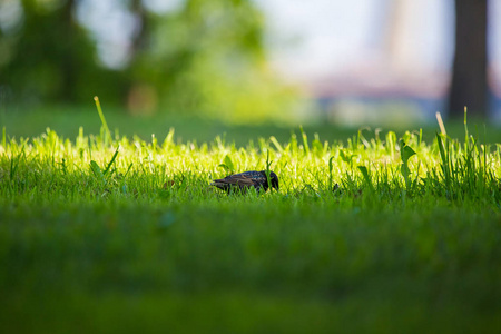 一个美丽的 adurl 常见的八哥在迁徙前在草丛中觅食。Sturnus。在拉脱维亚, 北欧的公园里的成年鸟。场浅景深