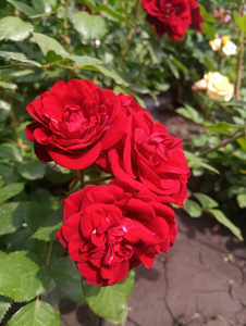 红色美丽的玫瑰在花坛