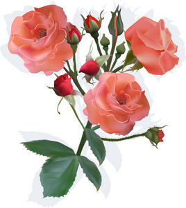 插图与光的红玫瑰和白色背景上分离出的芽