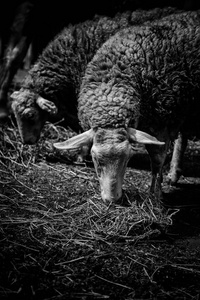 绵羊在农场吃, 宠物细节