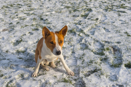 户外肖像华丽的 basenji 狗坐在雪盖草坪和准备发挥