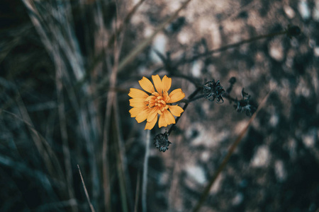 田野里的一朵黄花小花图片