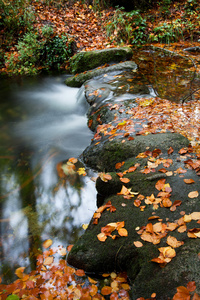 秋季景观与河和漂亮的叶子