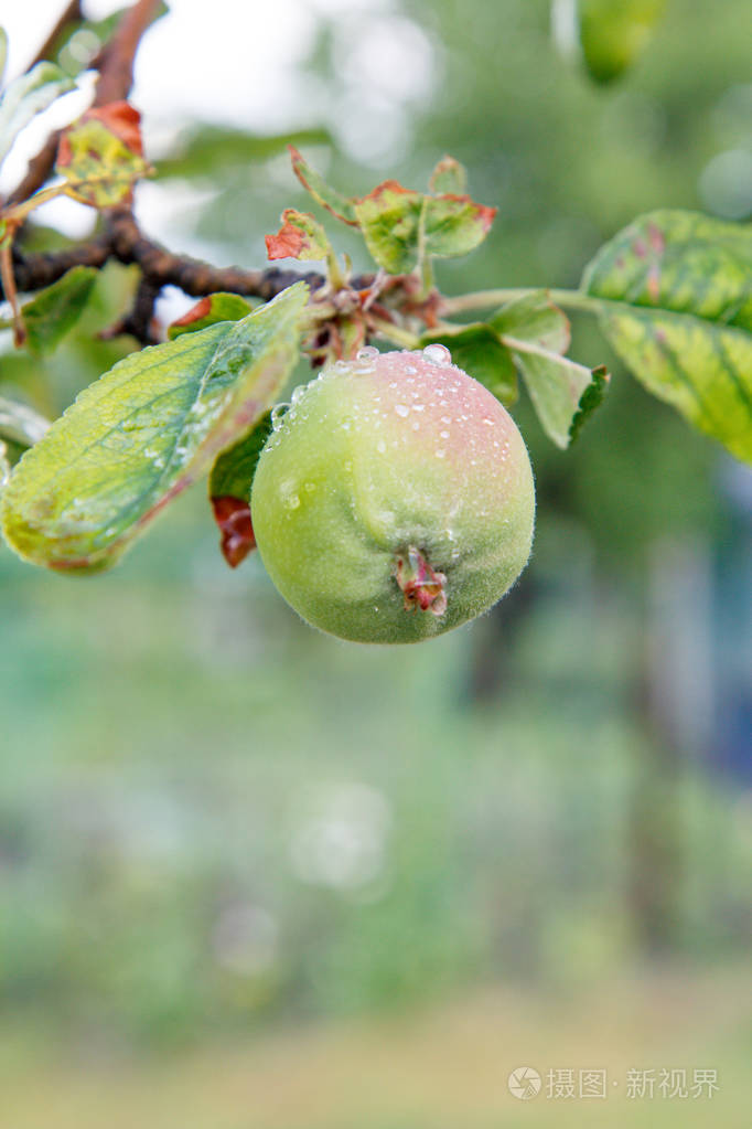树枝上的未成熟苹果果实其叶片受真菌病害影响景深浅在花园里生长的