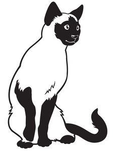 暹罗猫黑色和白色图片