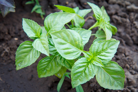 浅层深度花园床上绿色罗勒的关闭植物