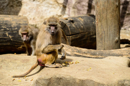 猴子家庭生活在动物园里