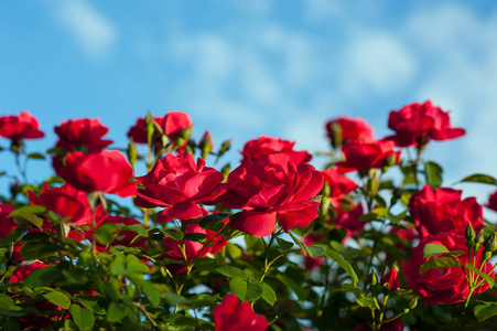 在天空的红玫瑰图片