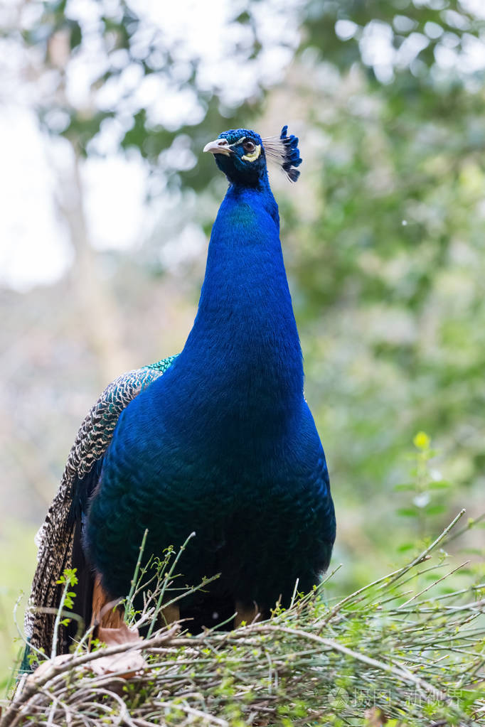 树枝上的蓝孔雀