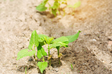 一丛幼芸豆, 种子生长在田间土壤中.新鲜蔬菜, 有机食品.豆类的家庭.