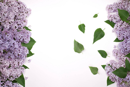 淡紫色的花朵, 绿色的叶子在白色背景下被隔绝。适用于屏幕保护和纹理