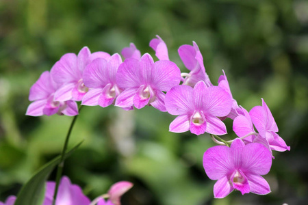 美丽的紫色兰花与自然背景的花朵