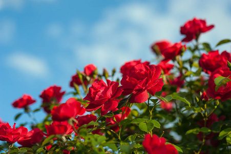 红玫瑰的灌木盛开在蓝天白云的背景下晴天前麦田向日葵在蓝天白云下