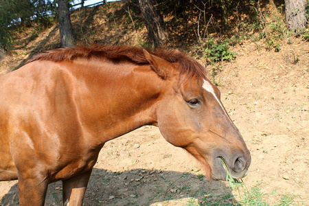 马吃的饲料图片