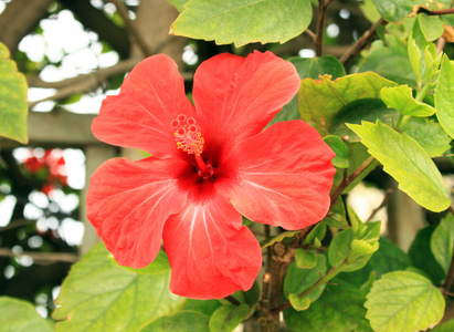 红芙蓉花户外的特写