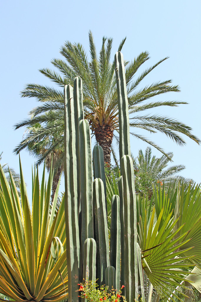 仙人掌棕榈树