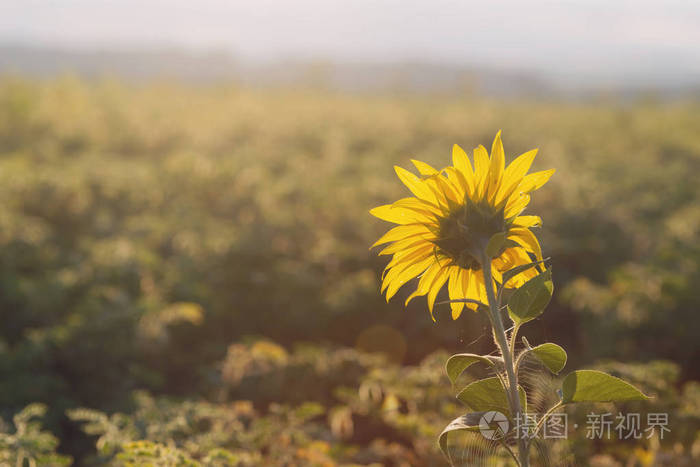 向日葵头在清晨向太阳转向