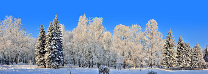 阳光明媚的天雪园中的冬景美景全景白雪和霜的仙境覆盖着白桦树和冷杉