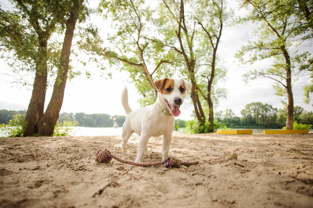 快乐年轻的杰克罗素梗小狗玩绳子在沙滩上的夏天天