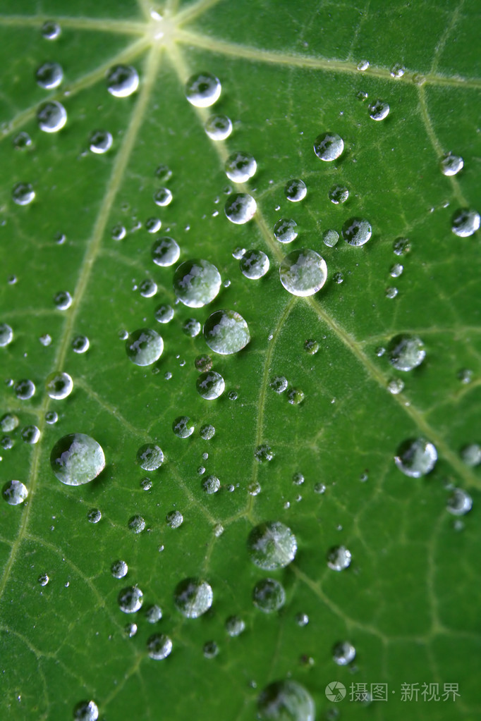 在一片叶子上的水珠